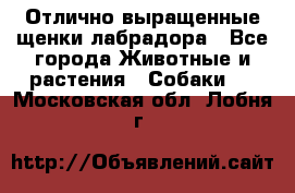 Отлично выращенные щенки лабрадора - Все города Животные и растения » Собаки   . Московская обл.,Лобня г.